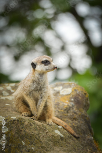 Suricata is sitting on the stone. She is on the guard. © doda