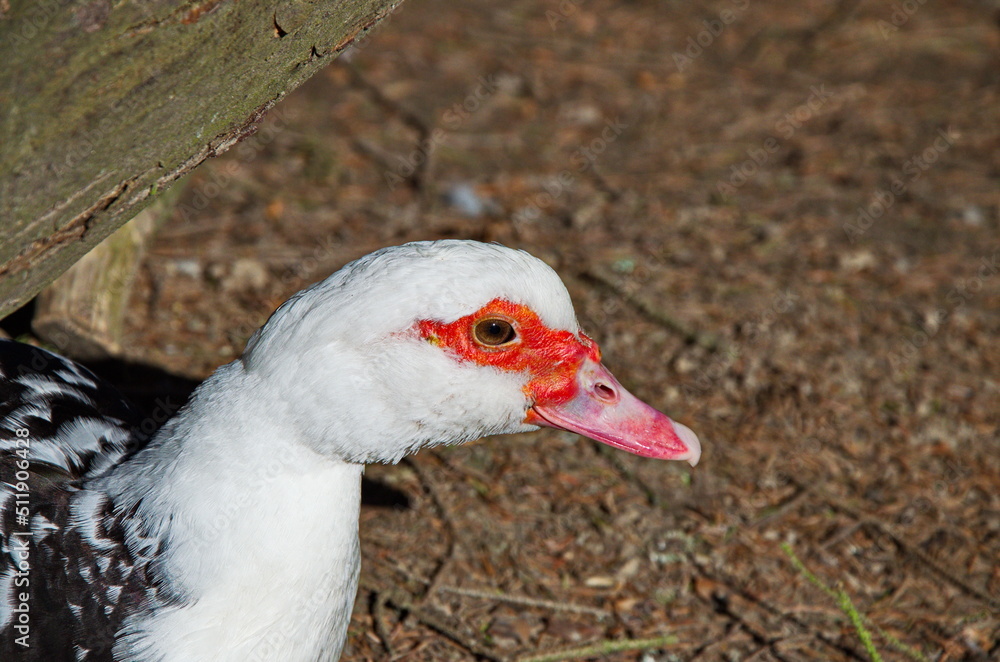 Muscovy duck (Cairina moschata) close up .