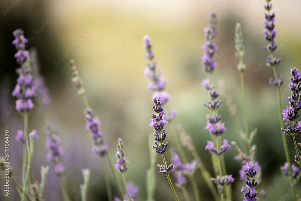 Fototapeta premium Lavender beautiful flowers