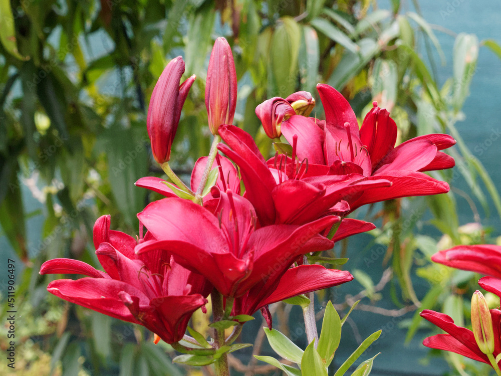 (Lilium Longiflorum Asiaticum) Set or clusters of lily flowers with deep red petals in open
