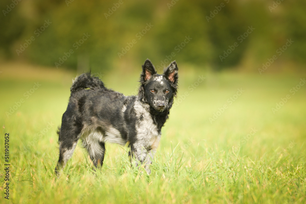 Portrait of dog puppy mudi. She is so nice dog.