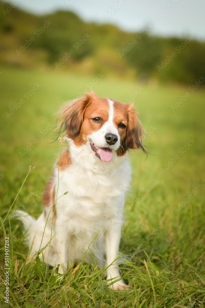 Portrait of dog kooikerhondje. She is so nice dog. Portrait of dog kooikerhondje. She is so nice dog.