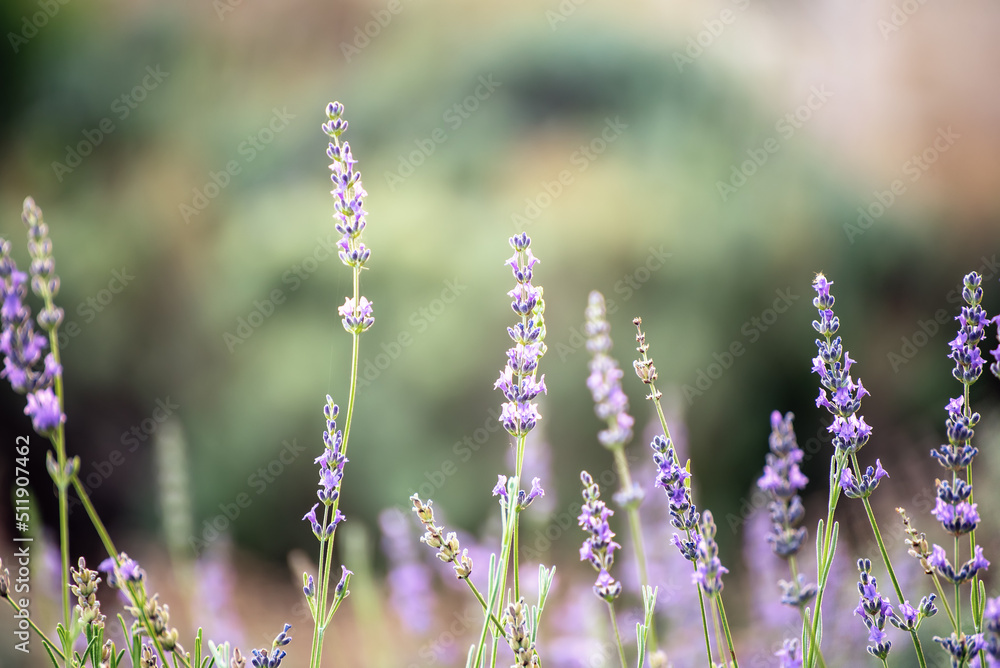 Lavender beautiful flowers Lavender beautiful flowers