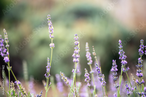 Fototapeta Naklejka Na Ścianę i Meble -  Lavender beautiful flowers
