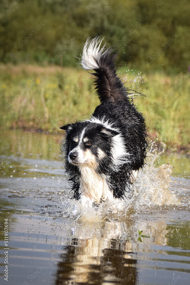 Border collie is jumping into the water. He loves water and he jump for stick. Border collie is jumping into the water. He loves water and he jump for stick.
