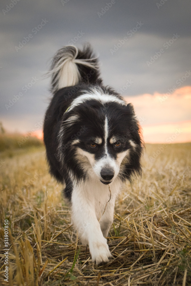 border collie is going in the field in the nature, in mountain in czech republic. She is very happy. border collie is going in the field in the nature, in mountain in czech republic. She is very happy.