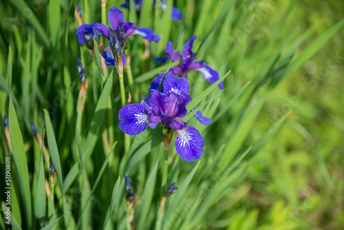 Blooming blue beardless irises lit by the sun