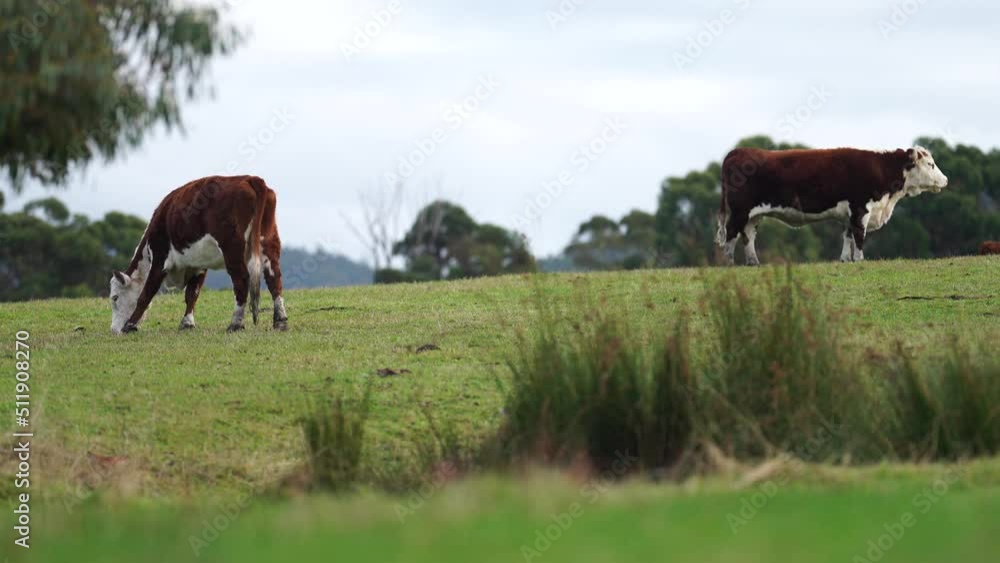 Portrait of Cows in a field grazing. Regenerative agriculture farm storing co2 in the soil with carbon sequestration Portrait of Cows in a field grazing. Regenerative agriculture farm storing co2 in the soil with carbon sequestration