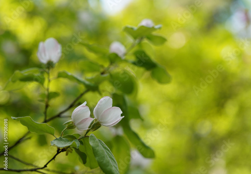 Quince, Cydonia oblonga, spring white flowers and fresh leaves