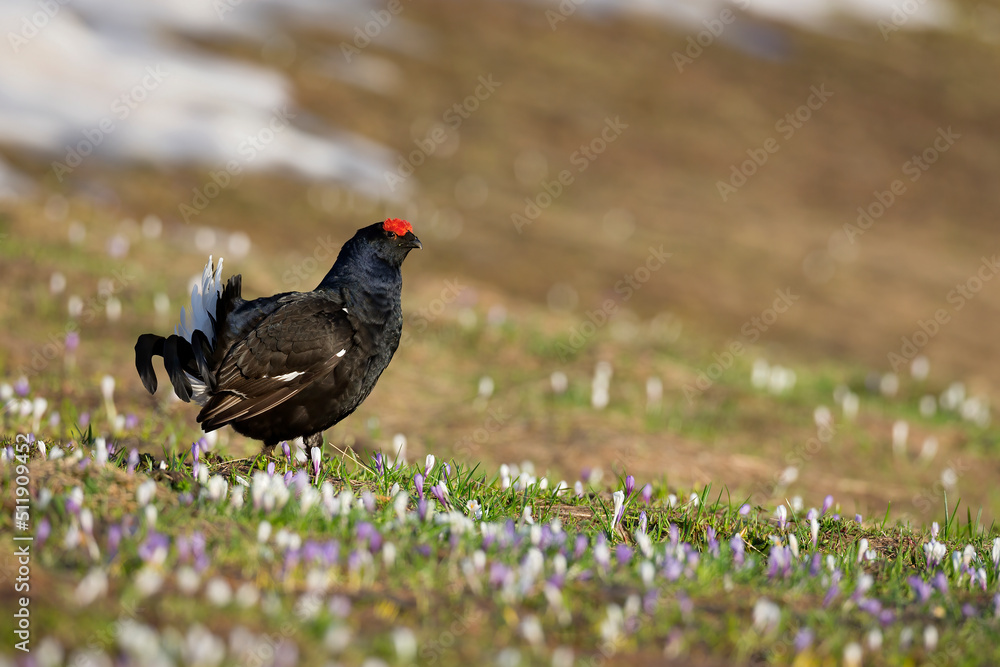 Obraz premium Tétras lyre (Lyrurus tetrix) mâle dans les fleurs de crocus. Alpes. France