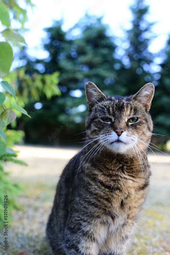 colored adult cat walking on the street