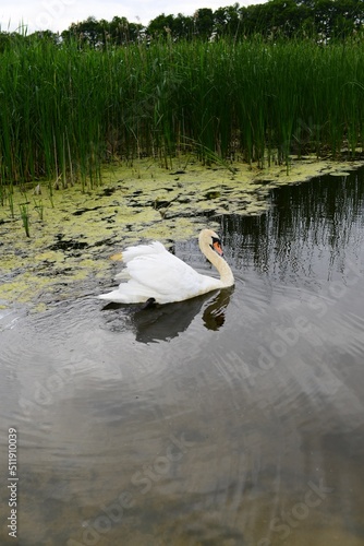 white swan on the water of a forest lake