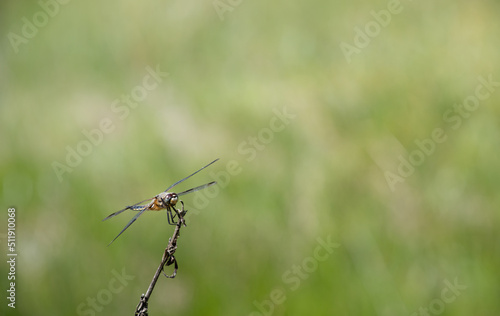 Wallpaper Mural A flat-bellied dragonfly (Libellula depressa) perched on a branch outdoors against a green background with space for text Torontodigital.ca