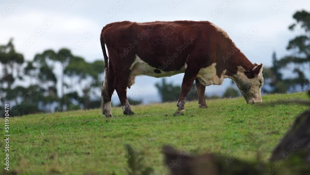 Portrait of Cows in a field grazing. Regenerative agriculture farm storing co2 in the soil with carbon sequestration Portrait of Cows in a field grazing. Regenerative agriculture farm storing co2 in the soil with carbon sequestration
