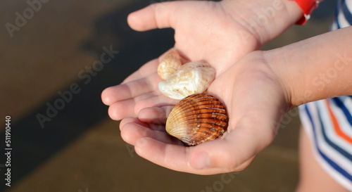 Seashells in children's hands. Hands