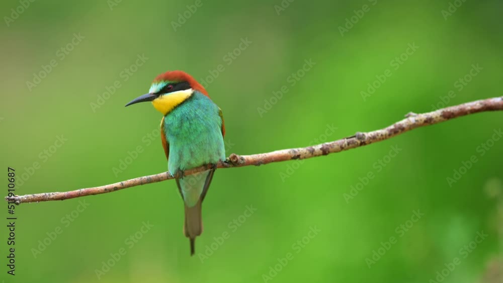 A rare bee-eaters (Merops apiaster) perching on a branch. A rare bee-eaters (Merops apiaster) perching on a branch.