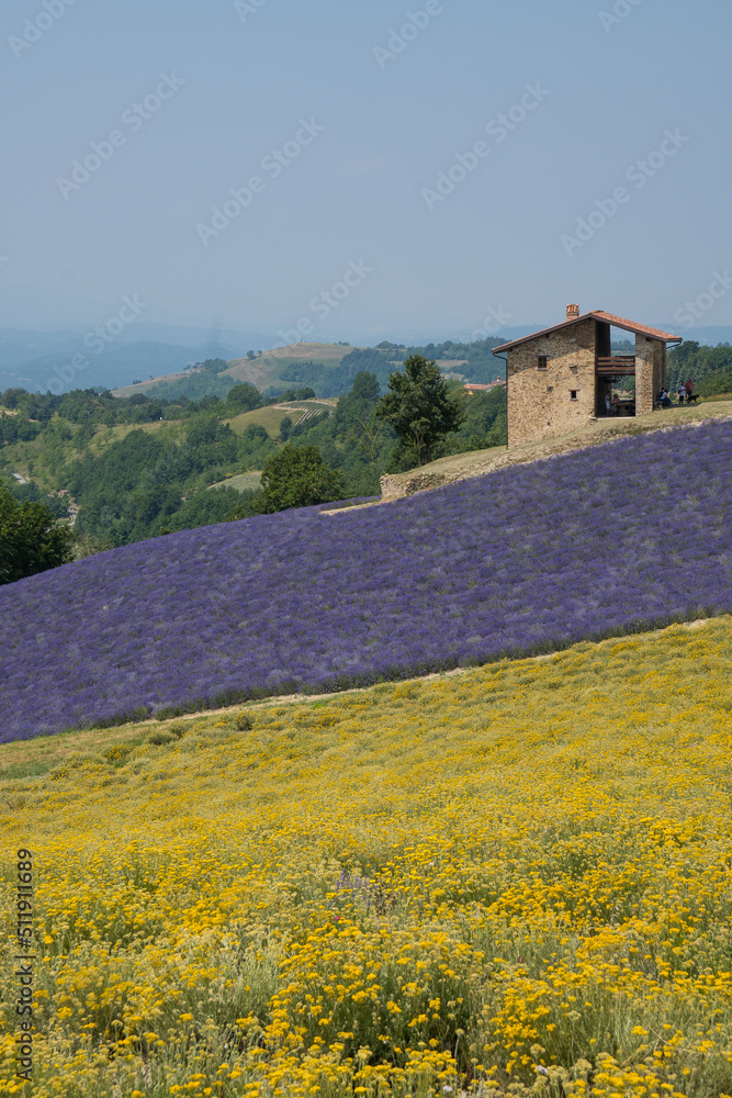 Lavanda di Sale San Giovanni