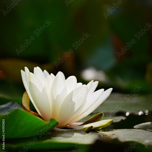 Nature - flower. Beautiful white water lily on the water surface. Colorful background.