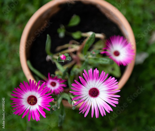 Pretty pink mesembryanthemum flower in full bloom.