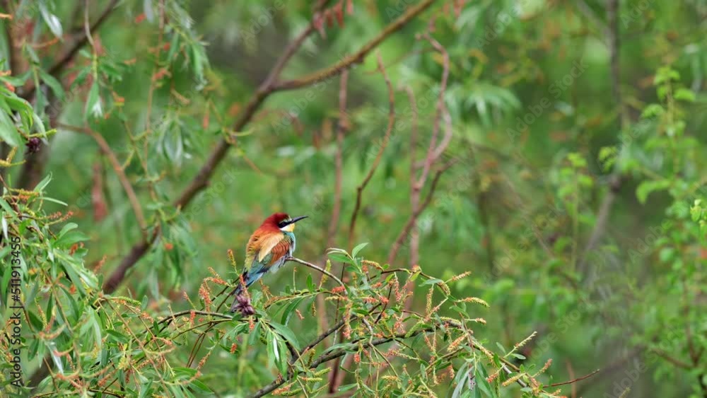 A rare bee-eater (Merops apiaster) perching on a branch after a strong rain. Bird is soaked. A rare bee-eater (Merops apiaster) perching on a branch after a strong rain. Bird is soaked.