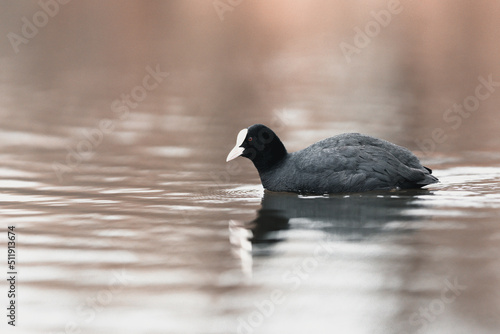 Eurasian coot 
