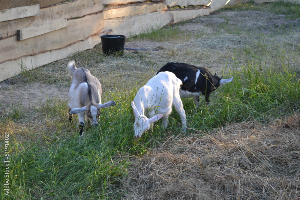 goat Anglo Nubian breed in the summer on a grazing