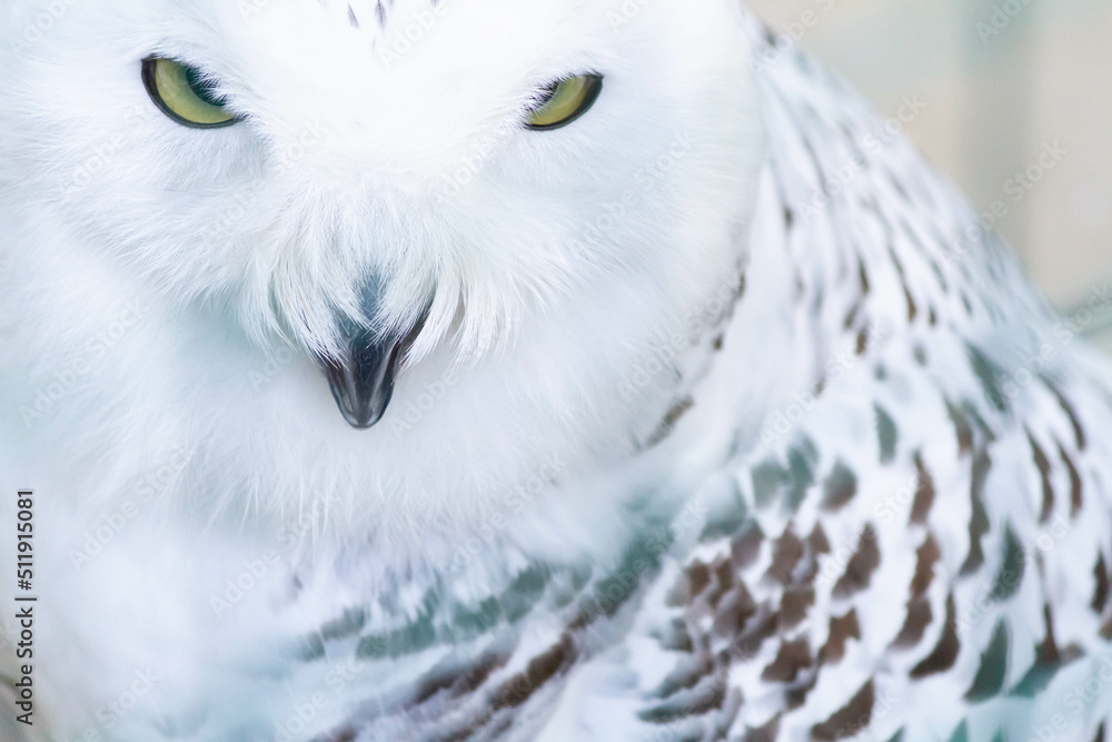 Obraz premium Close-up yellow eyes of a white snowy owl. Birds in captivity.
