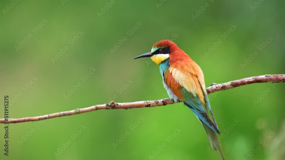 A rare bee-eaters (Merops apiaster) perching on a branch and hunting insect. A rare bee-eaters (Merops apiaster) perching on a branch and hunting insect.