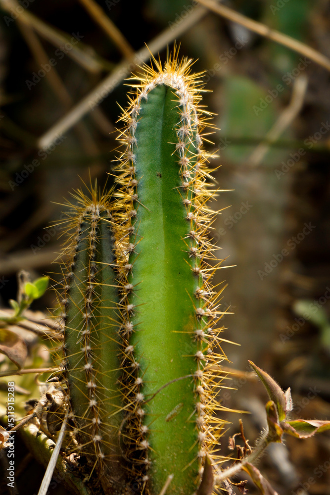 Acanthocereus tetragonus or triangle cactus Acanthocereus tetragonus or triangle cactus