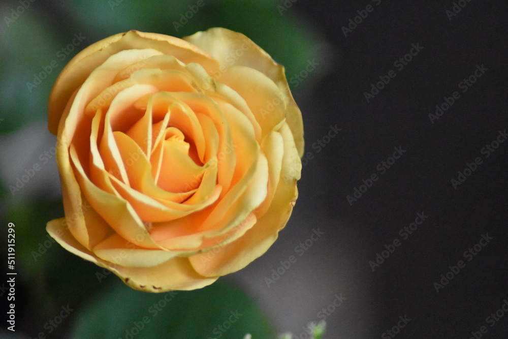 Fototapeta premium Bella rosa con fondo difuminado (macro)
