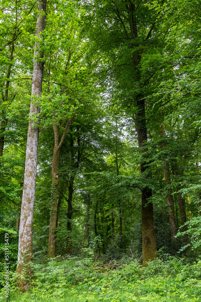 Obraz premium Forêt d'Andaine au printemps par temps nuageux