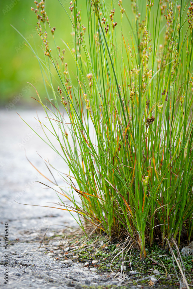 Obraz premium The power of growth. Sprouted sprout through the asphalt.