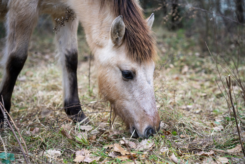 horse eating grass © Eyuel