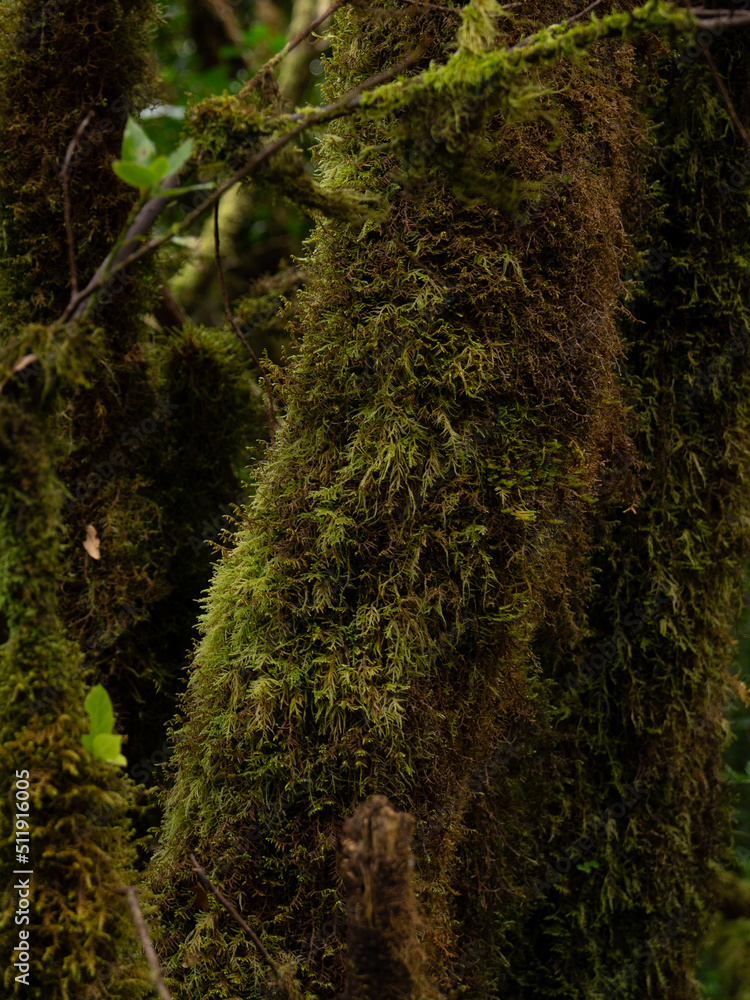 Obraz premium moss on the tree
