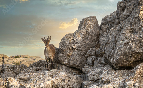Mountain goat on a cliff in the Torcal Natural Park, Spain.
