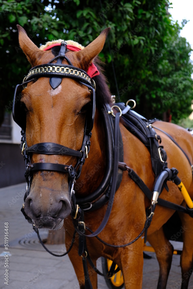 Caballo andaluz