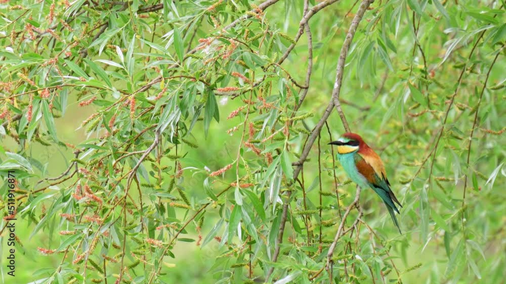 A rare bee-eaters (Merops apiaster) perching on a branch. A rare bee-eaters (Merops apiaster) perching on a branch.