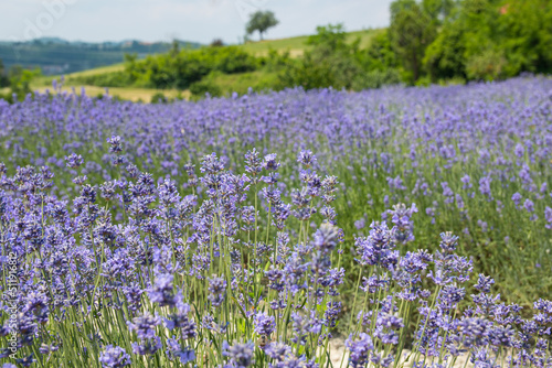 Lavanda di Sale San Giovanni