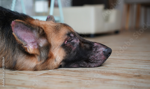 dog face infect with skin dermatitis disease