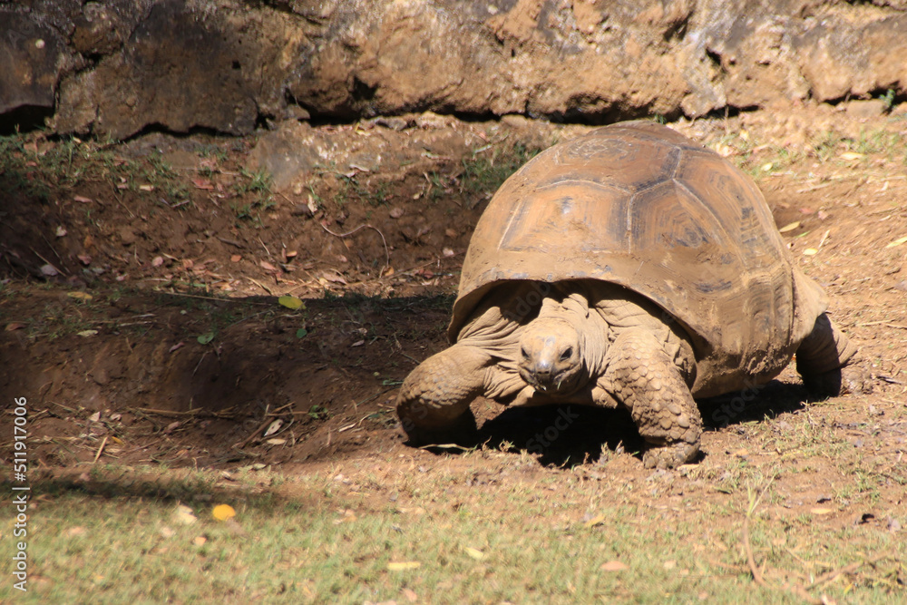 Obraz premium Big turtle on the grass