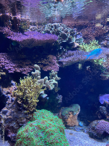 Coral reef 2
