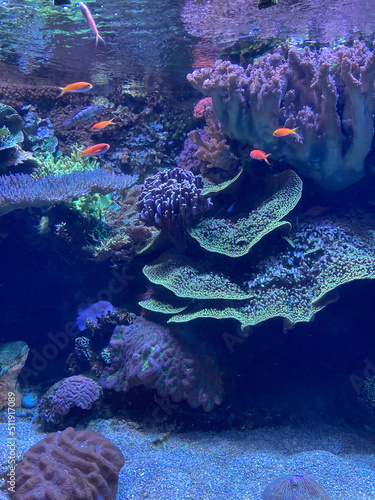 Coral reef