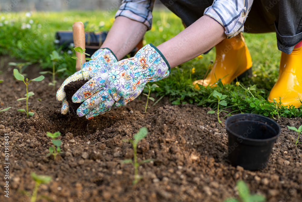 Fototapeta premium Female gardener planting flowers in her flowerbed. Gardening concept. Garden landscaping small business owner. Planting snapdragon seedlings.