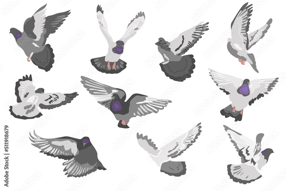 Gray Dove flying birds vector illustration Gray Dove flying birds vector illustration