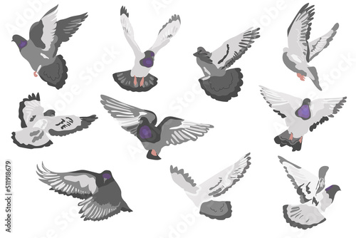 Gray Dove flying birds vector illustration