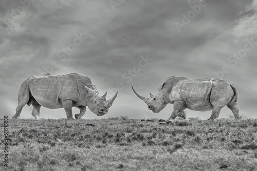 Pair of white rhinoceros or square-lipped rhinoceros  Ceratotherium simum standing face to face during the sunset territory fight  Ol Pejeta Conservancy  Kenya  East Africa 