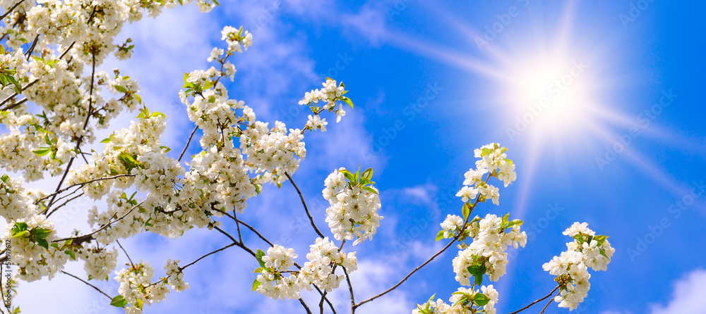 Branches of blossoming cherry and sun on blue sky background. Wide photo. Branches of blossoming cherry and sun on blue sky background. Wide photo.