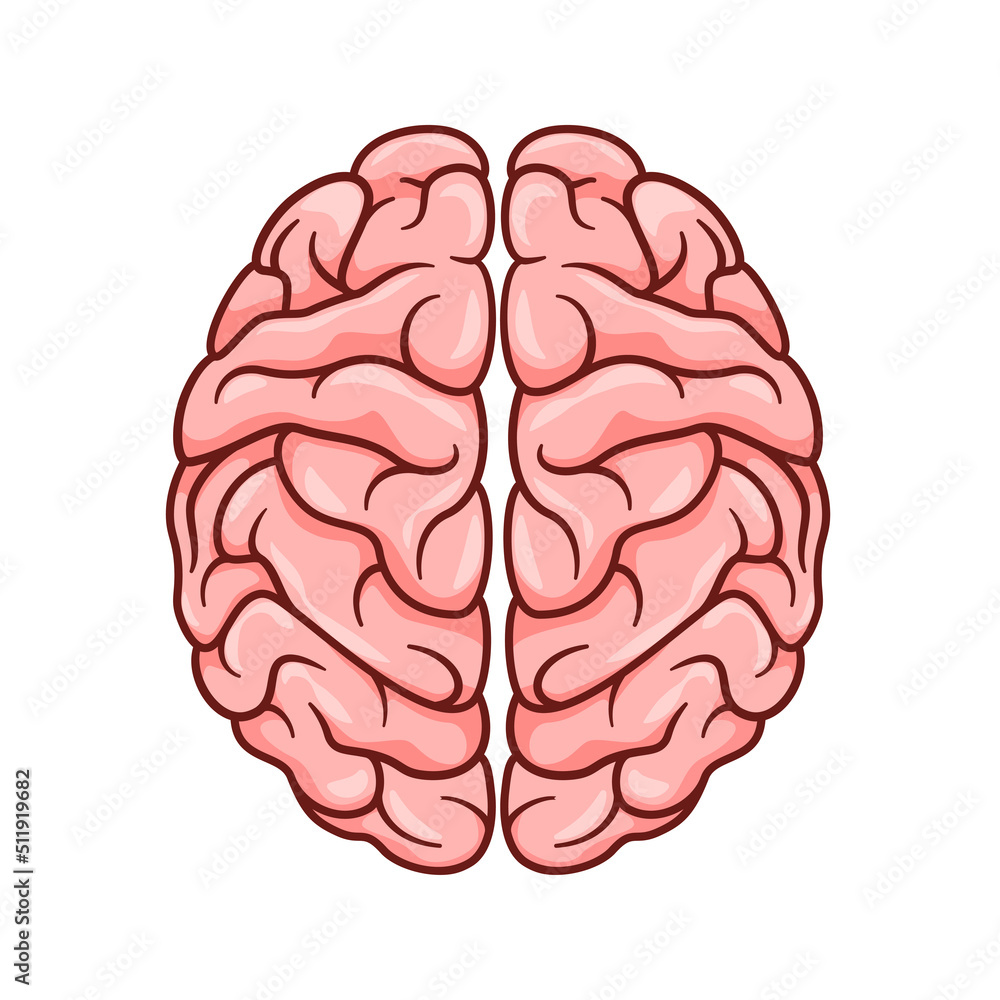 Human Brain vector isolated on white background Human Brain vector isolated on white background