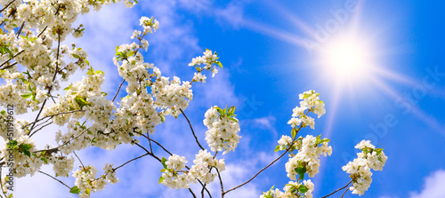 Branches of blossoming cherry and sun on blue sky background. Wide photo.