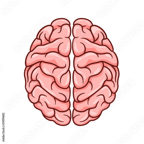 Human Brain vector isolated on white background